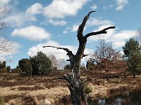 D, Niedersachsen, Bispingen,  Luneburger Heide 2, Saxifraga-Bas Klaver