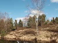 D, Niedersachsen, Bispingen,  Luneburger Heide 3, Saxifraga-Bas Klaver