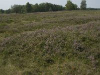 D, Niedersachsen, Schneverdingen, Pietzmoor 1, Saxifraga-Jan van der Straaten