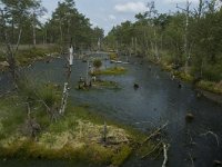 D, Niedersachsen, Schneverdingen, Pietzmoor 13, Saxifraga-Marijke Verhagen