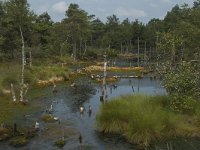 D, Niedersachsen, Schneverdingen, Pietzmoor 15, Saxifraga-Marijke Verhagen