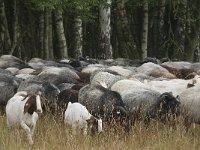 D, Niedersachsen, Schneverdingen, Pietzmoor 19, Saxifraga-Jan van der Straaten