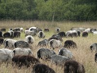 D, Niedersachsen, Schneverdingen, Pietzmoor 22, Saxifraga-Jan van der Straaten