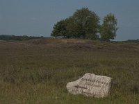 D, Niedersachsen, Schneverdingen, Pietzmoor 3, Saxifraga-Marijke Verhagen