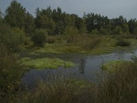 D, Niedersachsen, Schneverdingen, Pietzmoor 5, Saxifraga-Marijke Verhagen