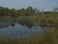 D, Niedersachsen, Schneverdingen, Pietzmoor 6, Saxifraga-Marijke Verhagen