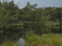 D, Niedersachsen, Schneverdingen, Pietzmoor 8, Saxifraga-Marijke Verhagen