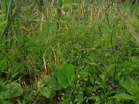 LV, Vidzeme, Sigulda novads, National Park Gauja  11, Saxifraga-Hans Boll