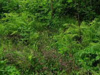 LV, Vidzeme, Sigulda novads, National Park Gauja  14, Saxifraga-Hans Boll