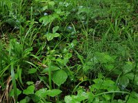 LV, Vidzeme, Sigulda novads, National Park Gauja  15, Saxifraga-Hans Boll