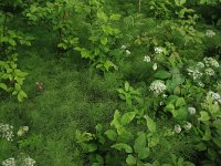 LV, Vidzeme, Sigulda novads, National Park Gauja  16, Saxifraga-Hans Boll