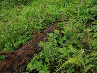 LV, Vidzeme, Sigulda novads, National Park Gauja 1, Saxifraga-Hans Boll