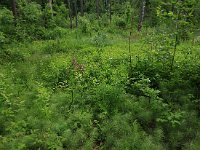 LV, Vidzeme, Sigulda novads, National Park Gauja 18, Saxifraga-Hans Boll