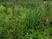 LV, Vidzeme, Sigulda novads, National Park Gauja 21, Saxifraga-Hans Boll