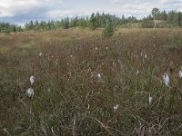 N, More og Romsdal, Fraena, Gule 10, Saxifraga-Willem van Kruijsbergen