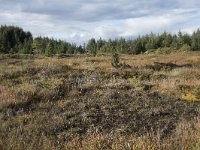 N, More og Romsdal, Fraena, Gule 16, Saxifraga-Willem van Kruijsbergen