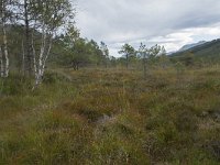 N, More og Romsdal, Fraena, Trollkyrkja 1, Saxifraga-Willem van Kruijsbergen