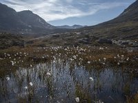 N, More og Romsdal, Rauma, Alnesvatnet 1, Saxifraga-Willem van Kruijsbergen