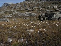 N, More og Romsdal, Rauma, Alnesvatnet 2, Saxifraga-Willem van Kruijsbergen