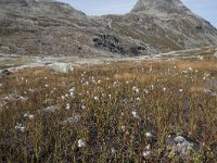 N, More og Romsdal, Rauma, Alnesvatnet 4, Saxifraga-Willem van Kruijsbergen