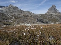 N, More og Romsdal, Rauma, Alnesvatnet 5, Saxifraga-Willem van Kruijsbergen