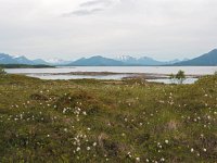 N, Nordland, Hamaroy, Skutvik 1, Saxifraga-Hans Dekker