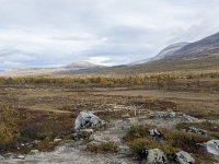 N, Oppland, Dovre, Fokstumyra 100, Saxifraga-Willem van Kruijsbergen