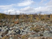 N, Oppland, Dovre, Fokstumyra 105, Saxifraga-Willem van Kruijsbergen