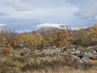 N, Oppland, Dovre, Fokstumyra 112, Saxifraga-Willem van Kruijsbergen