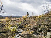 N, Oppland, Dovre, Fokstumyra 114, Saxifraga-Willem van Kruijsbergen