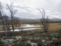 N, Oppland, Dovre, Fokstumyra 117, Saxifraga-Willem van Kruijsbergen