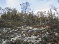 N, Oppland, Dovre, Fokstumyra 119, Saxifraga-Willem van Kruijsbergen