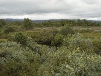 N, Oppland, Dovre, Fokstumyra 12, Saxifraga-Willem van Kruijsbergen