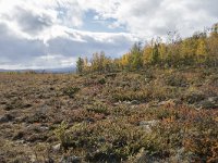 N, Oppland, Dovre, Fokstumyra 128, Saxifraga-Willem van Kruijsbergen