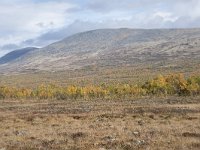 N, Oppland, Dovre, Fokstumyra 130, Saxifraga-Willem van Kruijsbergen