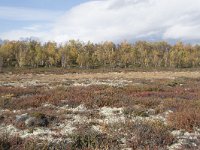 N, Oppland, Dovre, Fokstumyra 133, Saxifraga-Willem van Kruijsbergen