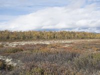 N, Oppland, Dovre, Fokstumyra 135, Saxifraga-Willem van Kruijsbergen