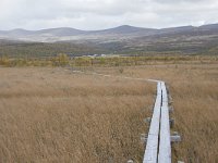 N, Oppland, Dovre, Fokstumyra 141, Saxifraga-Willem van Kruijsbergen