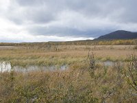 N, Oppland, Dovre, Fokstumyra 146, Saxifraga-Willem van Kruijsbergen