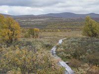 N, Oppland, Dovre, Fokstumyra 150, Saxifraga-Willem van Kruijsbergen