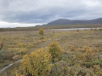 N, Oppland, Dovre, Fokstumyra 152, Saxifraga-Willem van Kruijsbergen