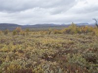 N, Oppland, Dovre, Fokstumyra 154, Saxifraga-Willem van Kruijsbergen