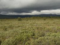 N, Oppland, Dovre, Fokstumyra 16, Saxifraga-Willem van Kruijsbergen