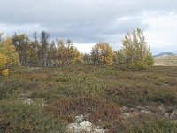 N, Oppland, Dovre, Fokstumyra 163, Saxifraga-Annemiek Bouwman