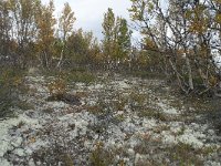 N, Oppland, Dovre, Fokstumyra 166, Saxifraga-Annemiek Bouwman