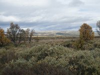 N, Oppland, Dovre, Fokstumyra 168, Saxifraga-Annemiek Bouwman