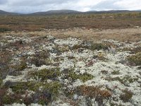 N, Oppland, Dovre, Fokstumyra 169, Saxifraga-Annemiek Bouwman