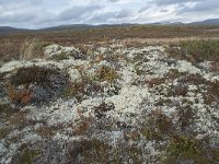 N, Oppland, Dovre, Fokstumyra 171, Saxifraga-Annemiek Bouwman