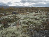 N, Oppland, Dovre, Fokstumyra 172, Saxifraga-Annemiek Bouwman