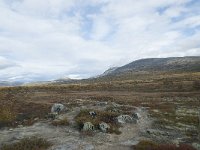 N, Oppland, Dovre, Fokstumyra 174, Saxifraga-Annemiek Bouwman